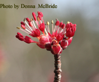 Acer rubrum v. triloba (Red Maple)